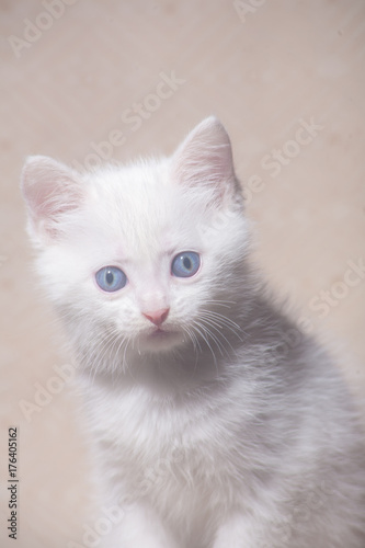 White kitten small handsome fluffy warm and soft symbol of the year cat, warmth and home comfort. Home pet © mironovm