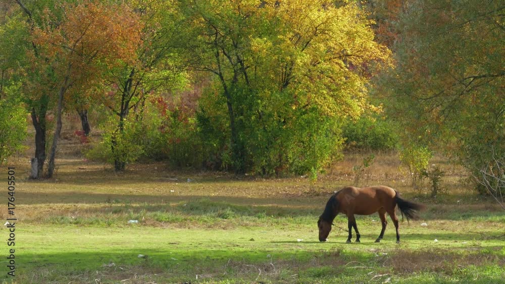 Horse grazing on green meadow / Horse grazing on green meadow near forest on sunny day Horse grazing on green meadow / Horse grazing on green meadow near forest on sunny day