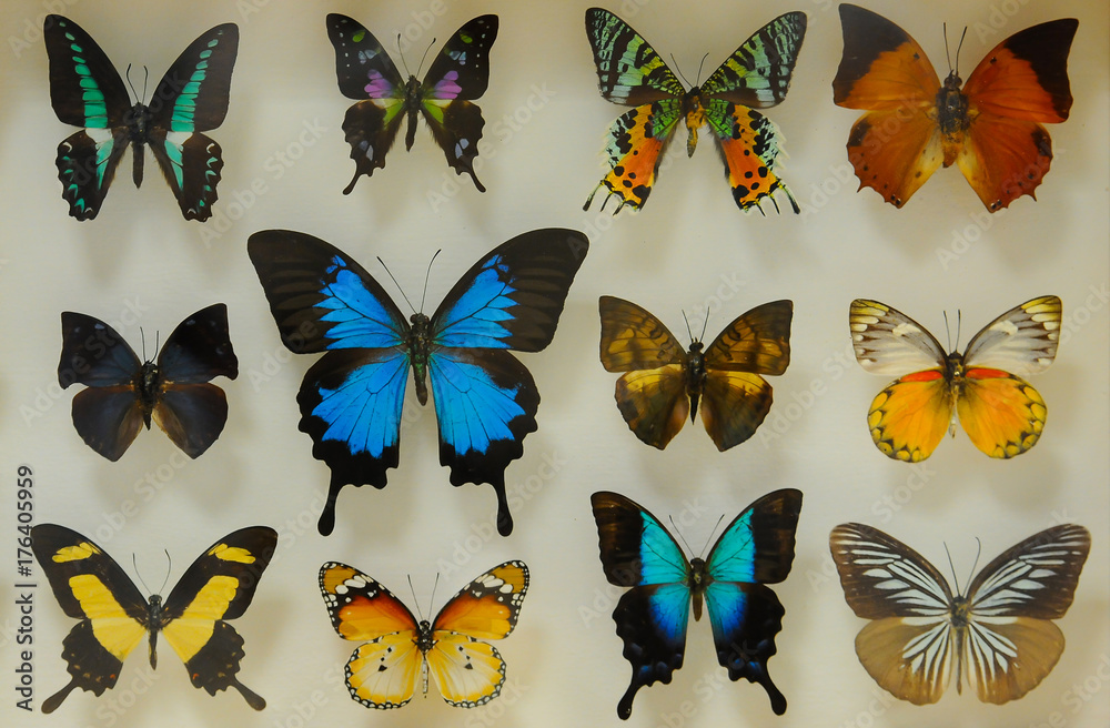 Naklejka premium kolorowe i niezwykłe odmiany motyli