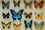 colorful and unusual butterfly varieties