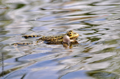 grenouille photo