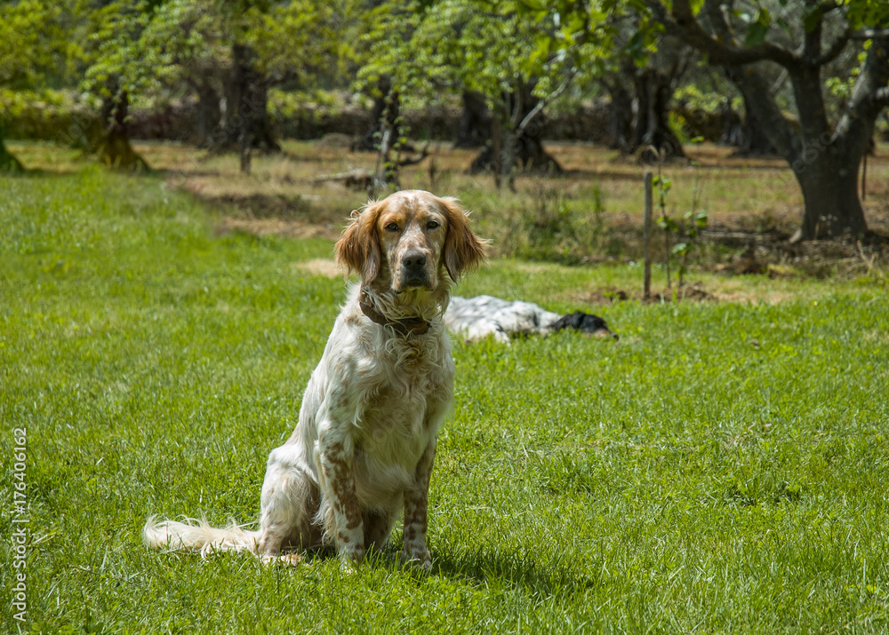 English Setter dog resting on the grass