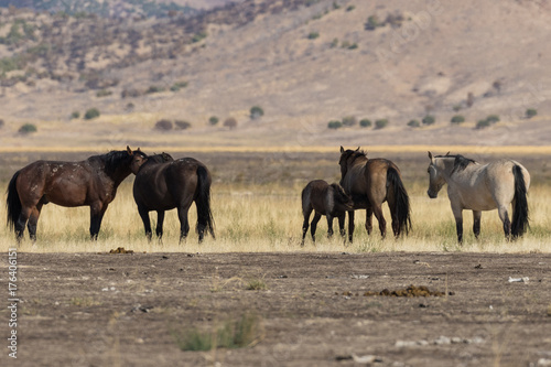 Herd of Wild Horses