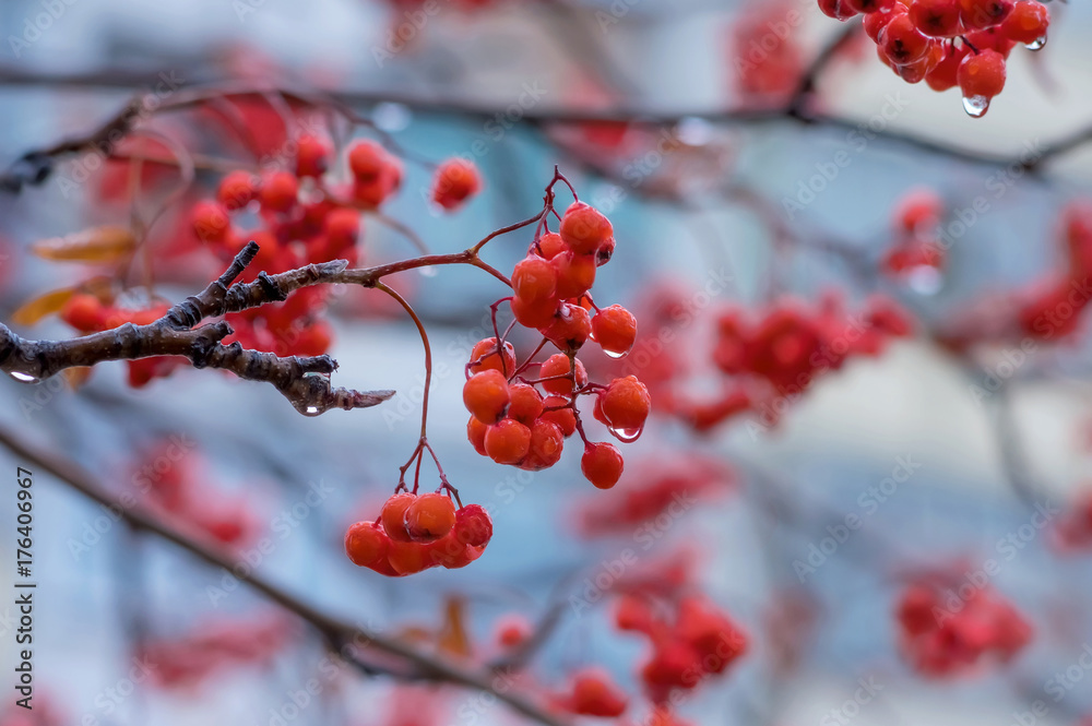Red berries of mountain ash in drops of autumn rain Red berries of mountain ash in drops of autumn rain