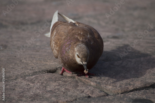 Pigeon