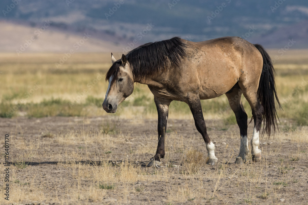 Wild Horse in the Utah Desert