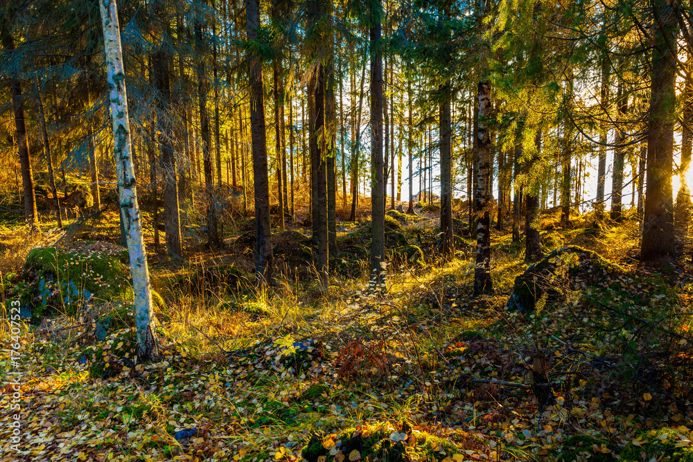 Fototapeta premium Autumn in Finland, lake and forest, sunset, nature photography. Travel.