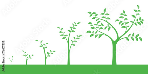 Vector illustration of a set of green icons - plant or five growth phase, isolated