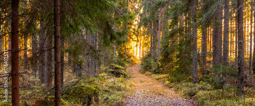 Autumn in Finland, lake and forest, sunset, nature photography. Travel.