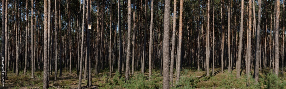 Pine trees. Pine trees.