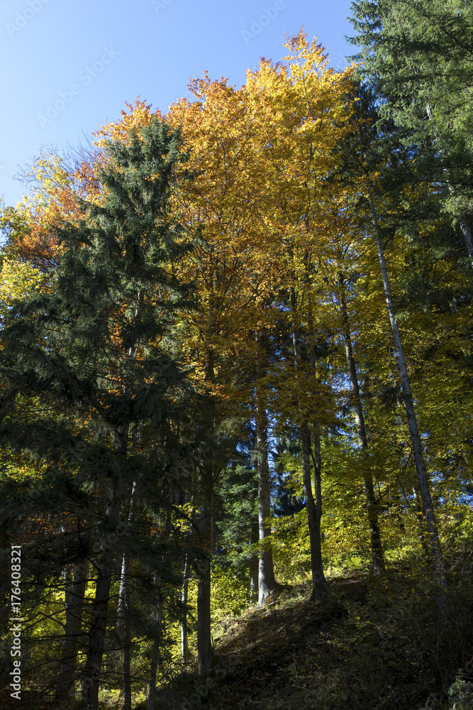 Obraz premium autumn in styrian forest, austria