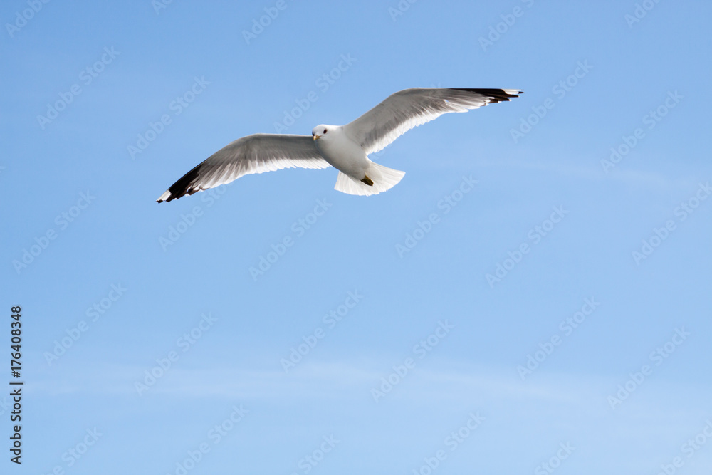 seagull flying in blue sky