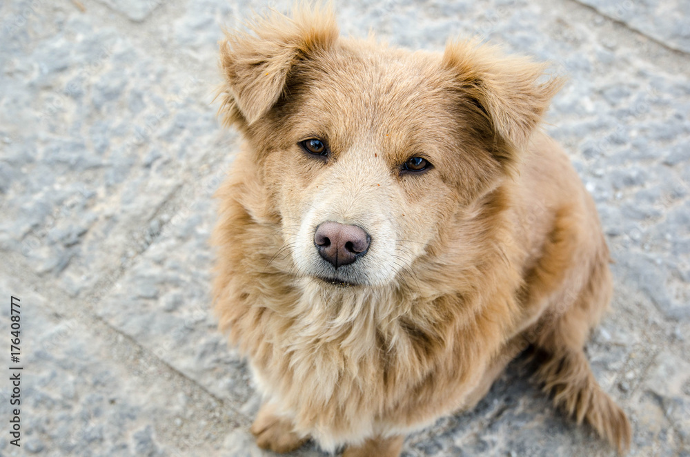 Close-up of a hunting dog with begging eyes Close-up of a hunting dog with begging eyes