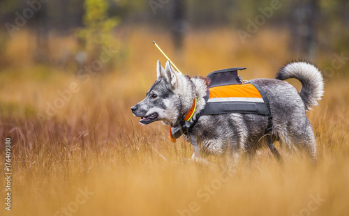 Swedish Moosehound - hunting season photo