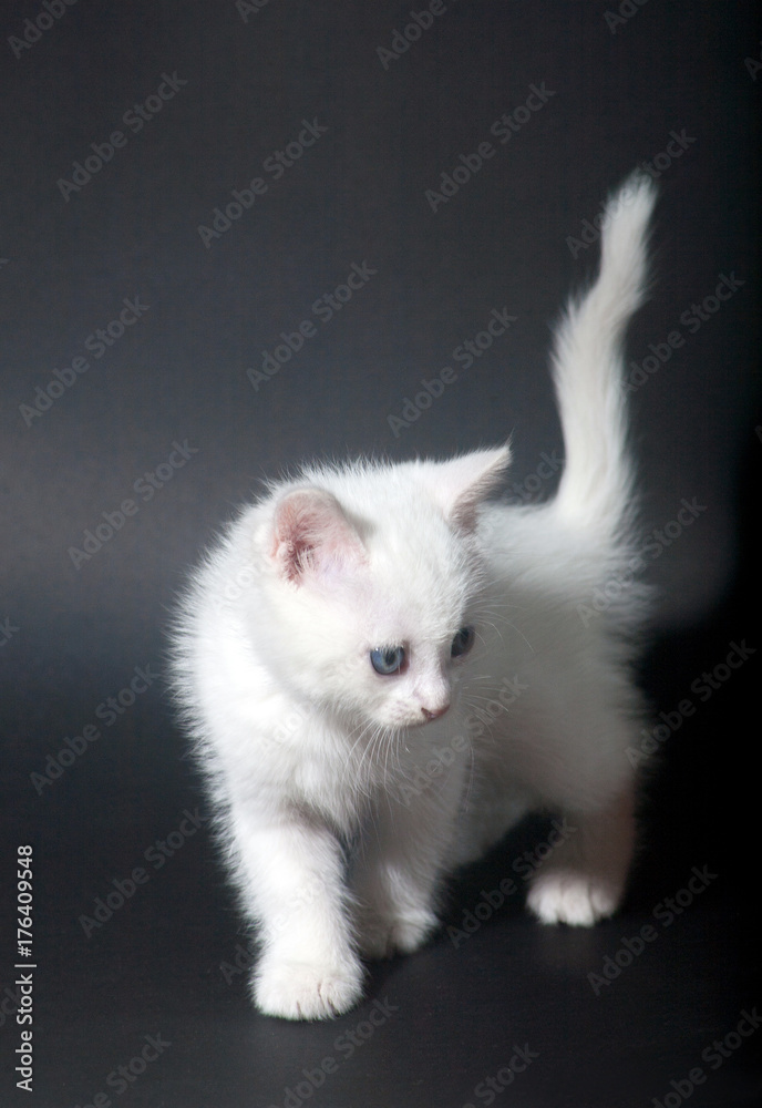 White kitten small handsome fluffy warm and soft symbol of the year cat, warmth and home comfort. Home pet White kitten small handsome fluffy warm and soft symbol of the year cat, warmth and home comfort. Home pet