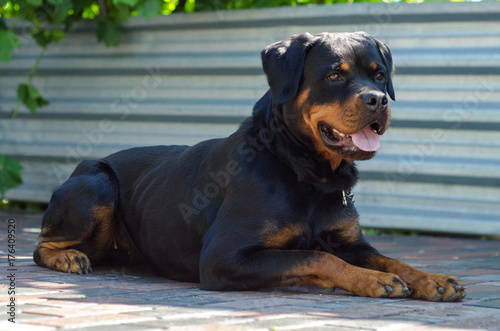 portrait of a dog of breed a rottweiler on walking