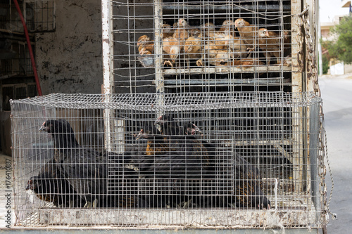 Chicken for sale in cage on the car. Animal abuse. Rural market.