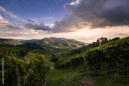 Sonnenuntergang in den Weinreben, Schloss Staufenberg in Durbach photo