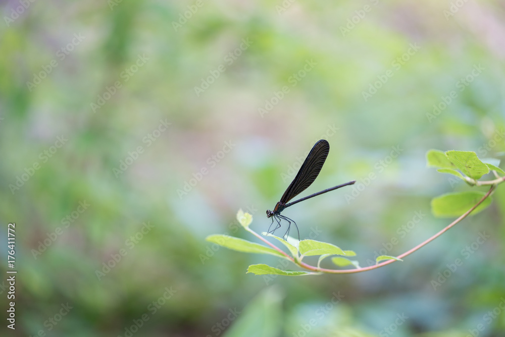 Fototapeta premium ハグロトンボ