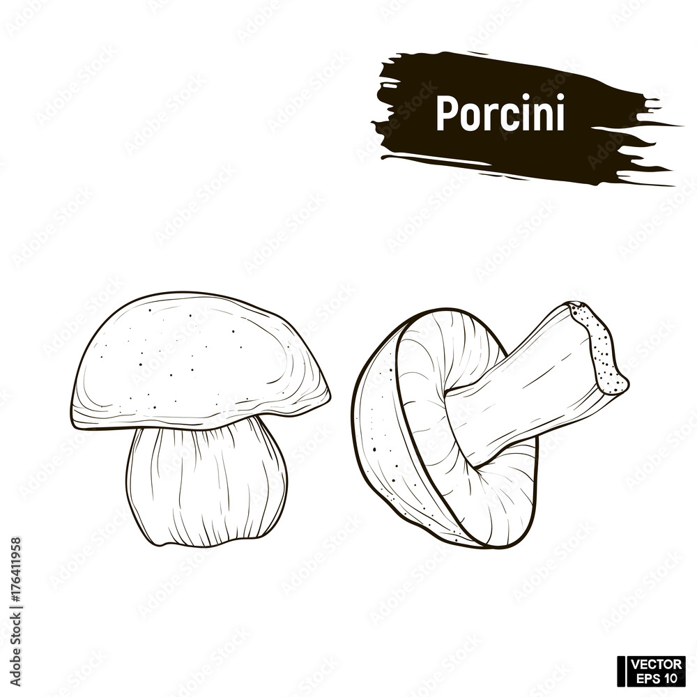 Outline mushrooms, porcini sketch. Outline mushrooms, porcini sketch.