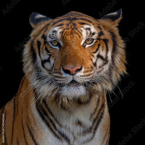 Closeup head of tiger on black background. The eyes of a tiger staring fiercely forward.