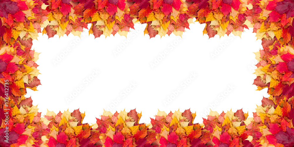 Maple leaves located next to each other on a white background Maple leaves located next to each other on a white background