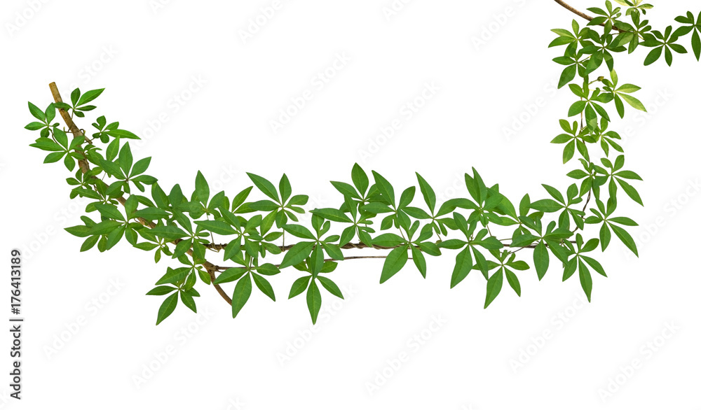 Wild morning glory leaves climbing on twisted jungle liana isolated on white background, clipping path included Wild morning glory leaves climbing on twisted jungle liana isolated on white background, clipping path included