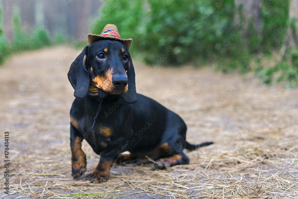 beautiful portrait of a dog (puppy) breed dachshund black tan, in the cap of a cowboy in the green forest beautiful portrait of a dog (puppy) breed dachshund black tan, in the cap of a cowboy in the green forest