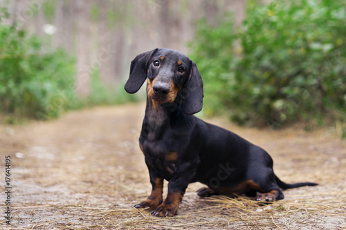 beautiful portrait of a dog (puppy) breed dachshund black tan,  in the green forest photo