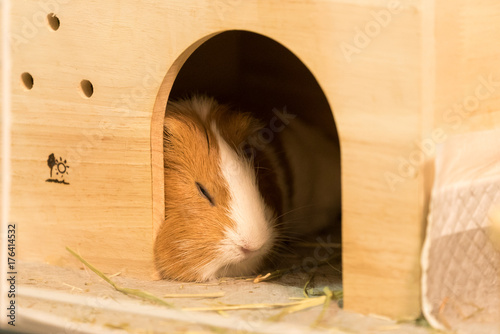 眠っているモルモット