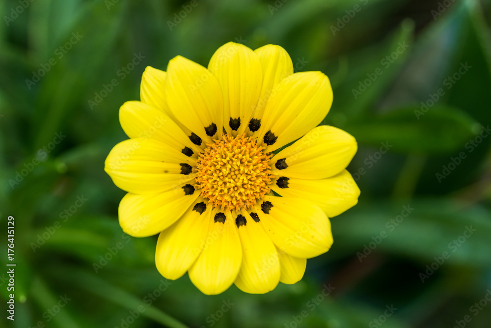 黄色いガザニアの花 黄色いガザニアの花