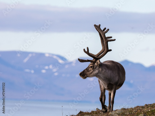 Svalbard male reindeer with big antlers walking in Bjorndalen in summer, Svalbard