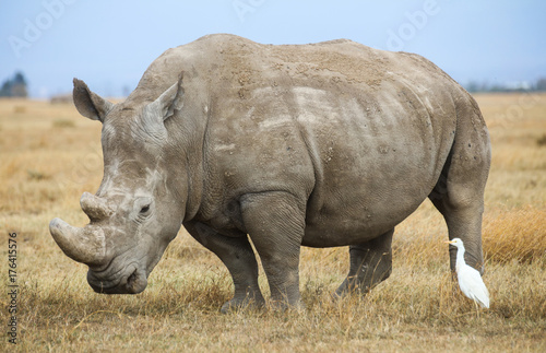 A white rhinoceros and a cattle egret on yellow savanna grass