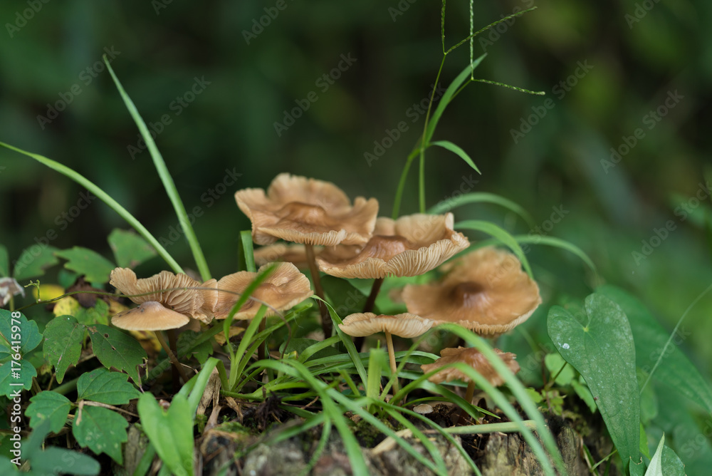 切り株に生えるキノコ
