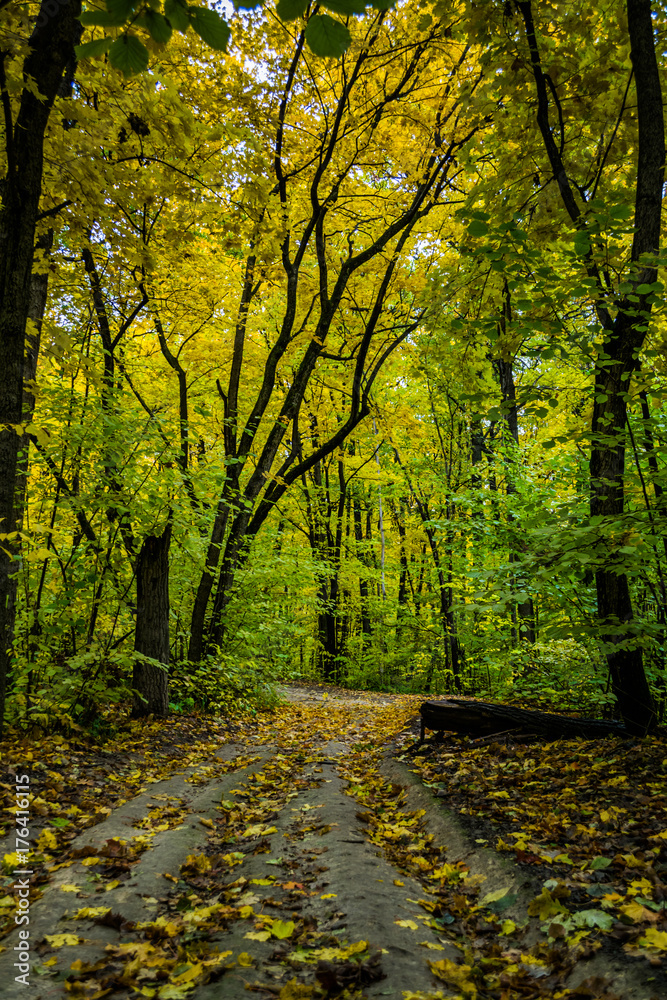Fototapeta premium gravel road with foliage in dark autumn forest in the evening