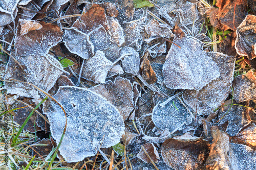 Frozen Leaves