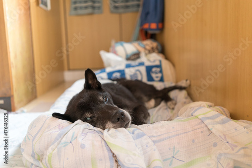 お昼寝をする老犬