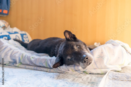 お昼寝をする老犬