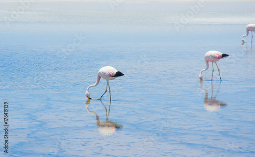 Flamingo in San Pedro de Atacama, Chile