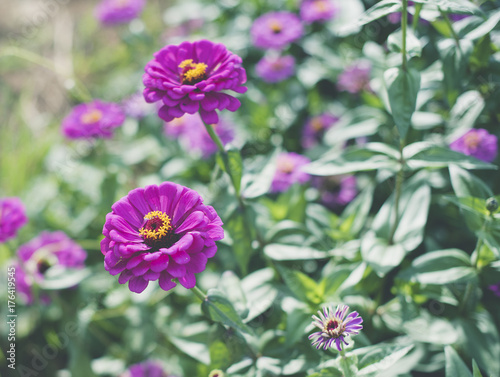 Purple flower