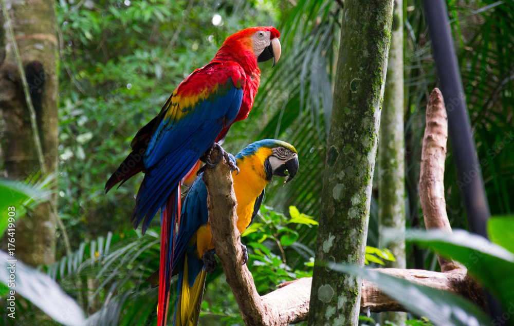 Macaw at Parque das Aves, Brazil