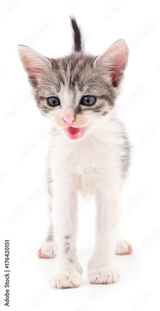 Small gray kitten. Small gray kitten.