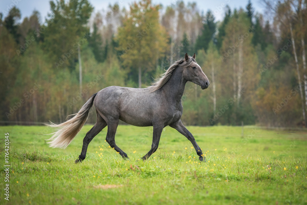 Young andalusian horse running on the field Young andalusian horse running on the field