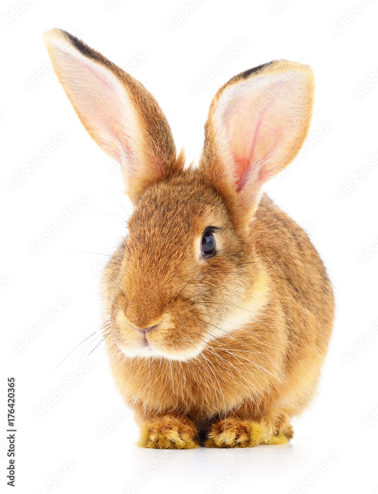 Obraz premium Brown rabbit on white.