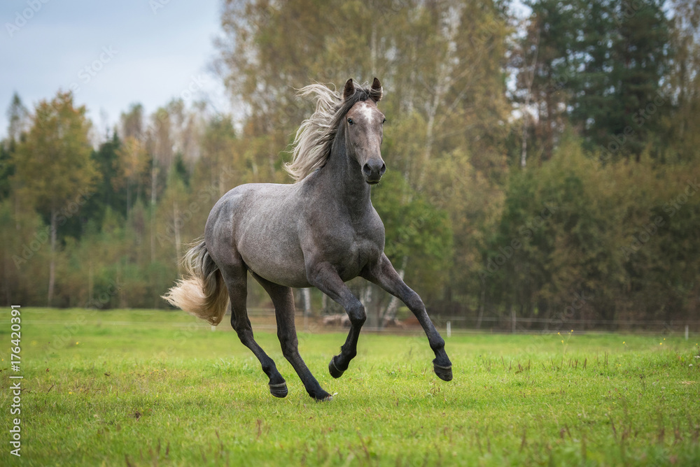 Fototapeta premium Młody koń andaluzyjski działa na polu