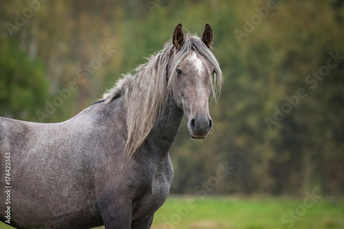 Portrait of young grey andalusian horse © Rita Kochmarjova