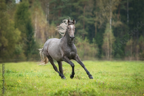 Young andalusian horse running on the field © Rita Kochmarjova
