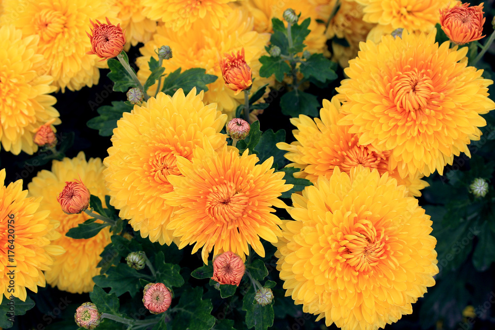 riot of bright autumn flowers riot of bright autumn flowers