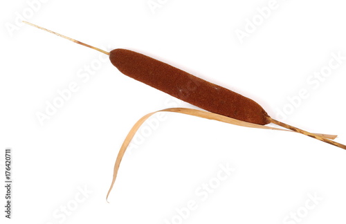 Dry common bulrush, isolated on white background, top view