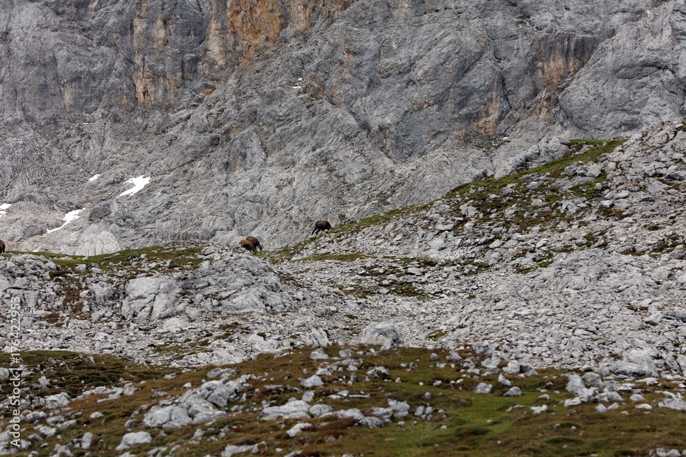 Gämsen auf dem Weg zur Zugspitze Gämsen auf dem Weg zur Zugspitze